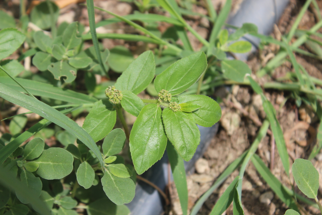 Plant Image